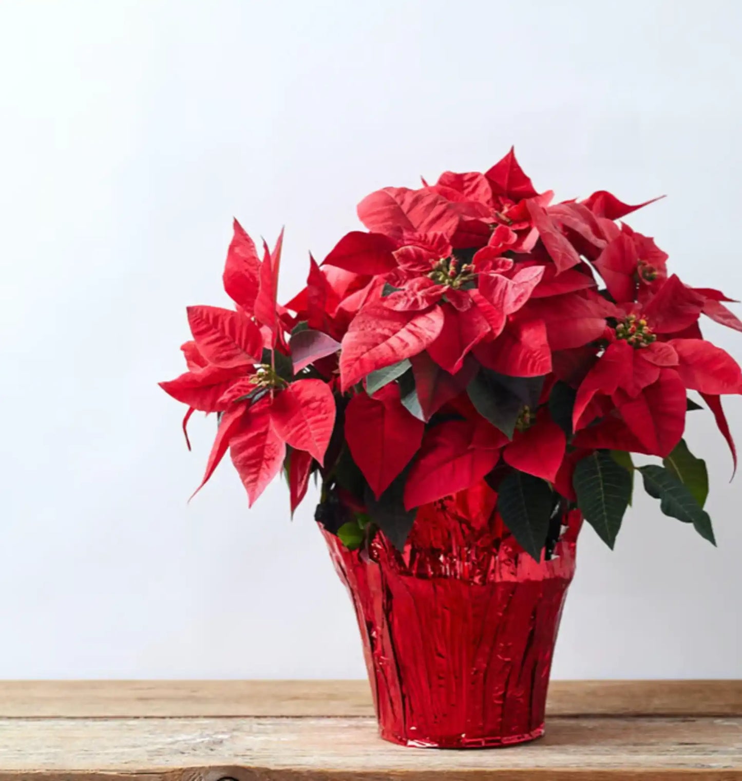 Poinsettia