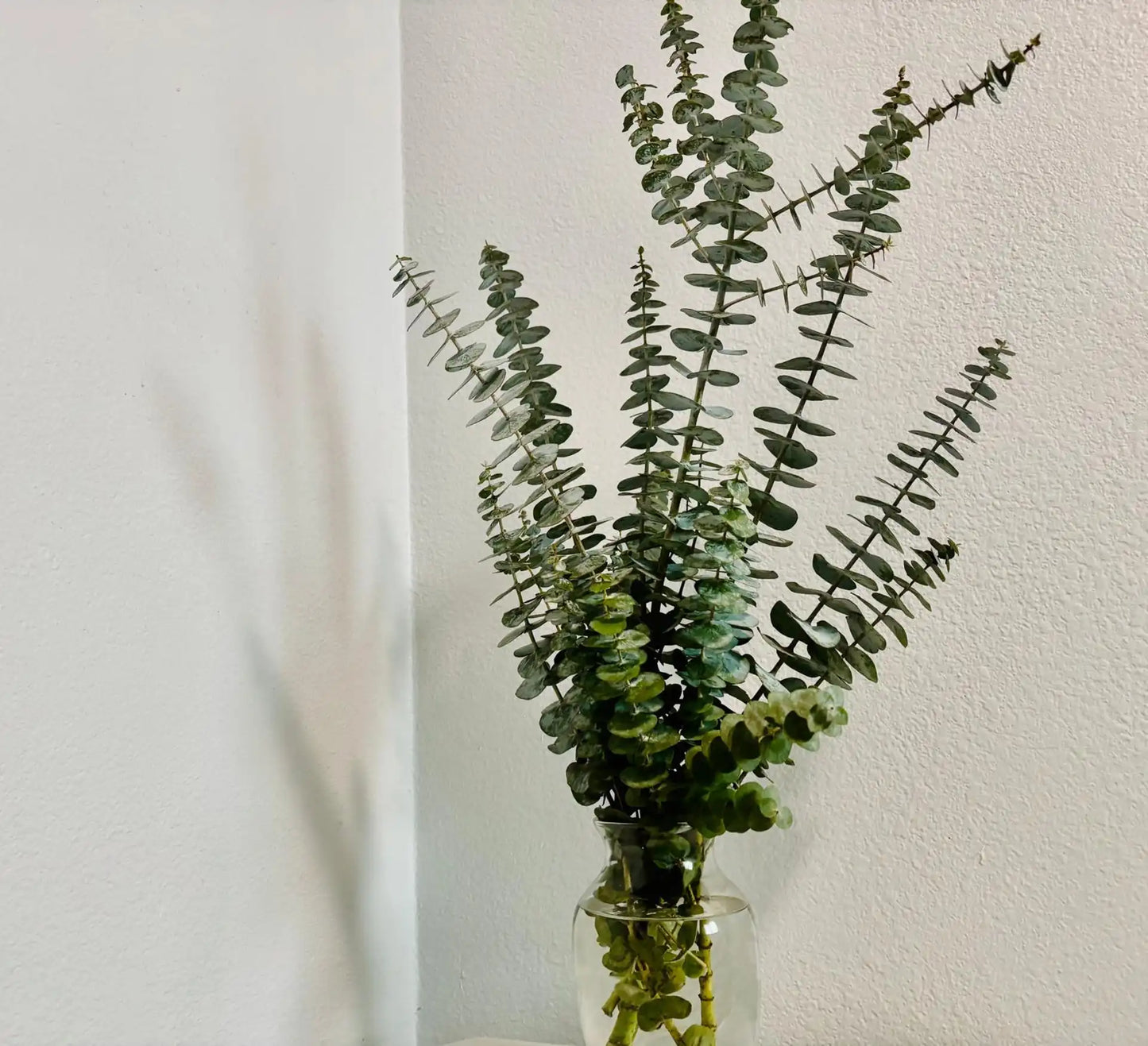 Eucalyptus in a Vase