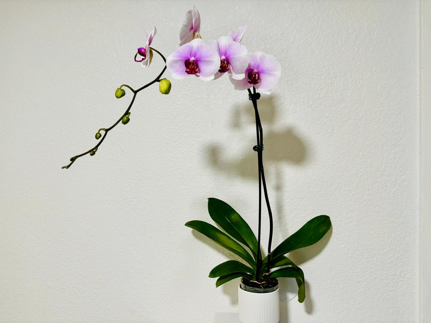Purple and White Orchid