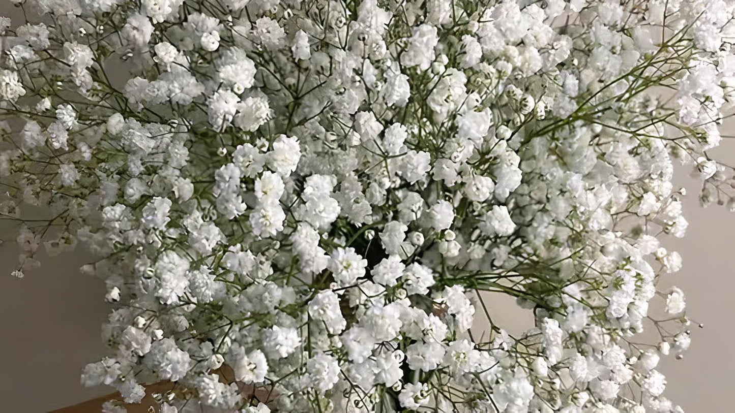 Baby's Breath