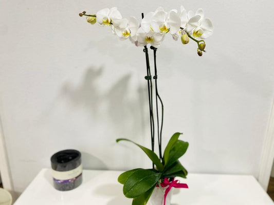 Double Orchid Plant