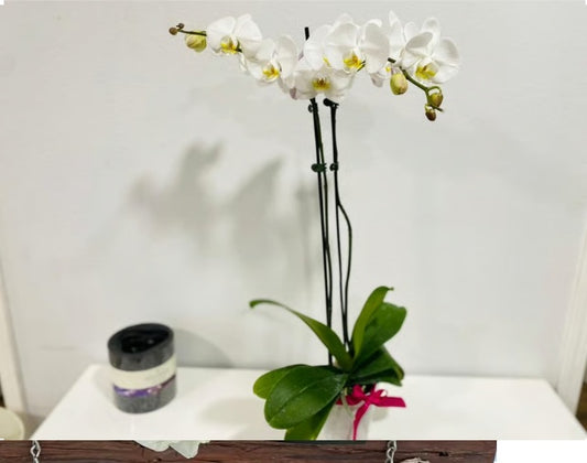 Orchid Plant