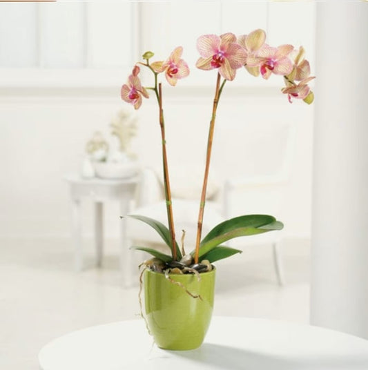 Phalaenopsis Orchid