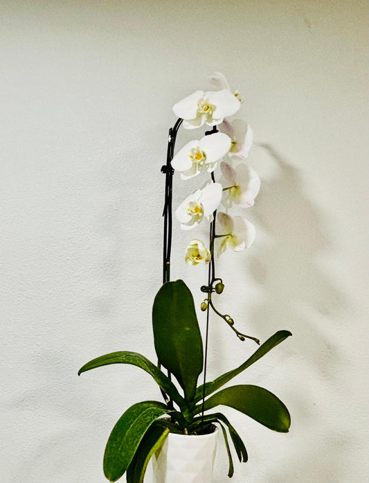 Cascade Large Orchid Plant