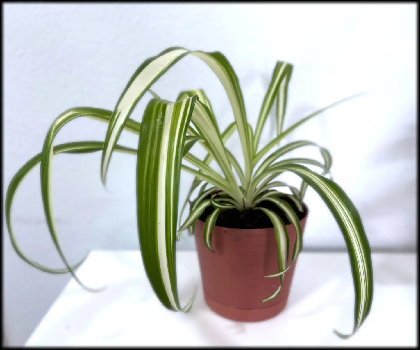 Snake Plant